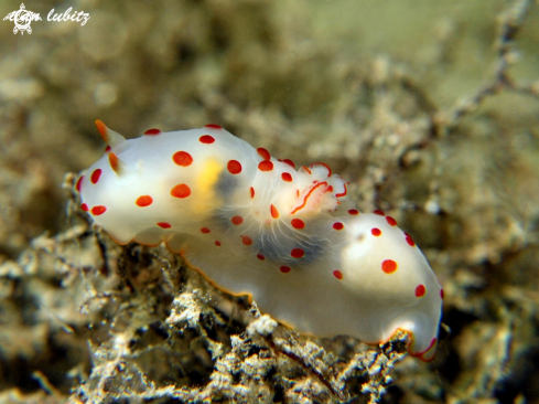 A Nudibranch