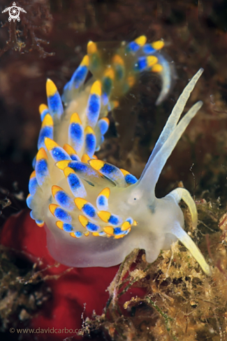 A Nudibranquio