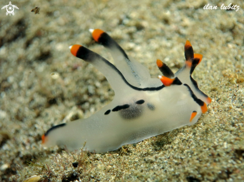 A Nudibranch