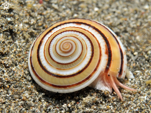 A Snail