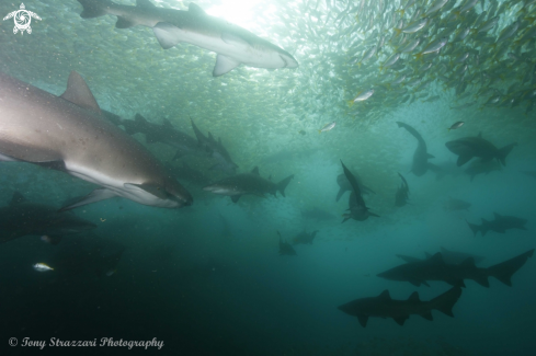 A Grey Nurse Shark (Sand Tiger, Ragged Tooth)