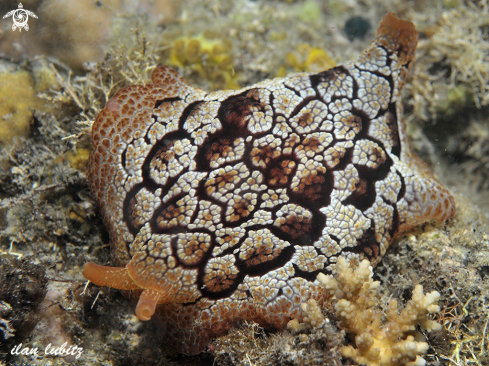 A sea slug