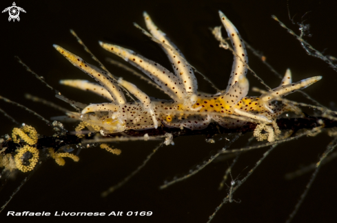 A  Eubranchus virginalis