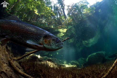 A Salmo trutta fario | Trout