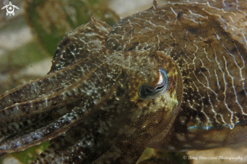 A Mourning cuttle