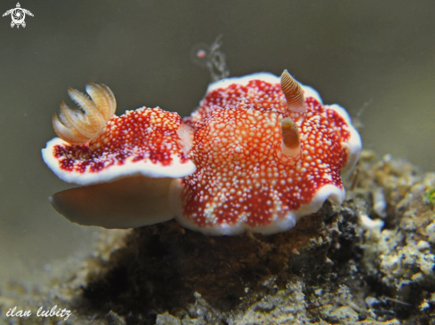 A Scubashooters.net | Nudibranch