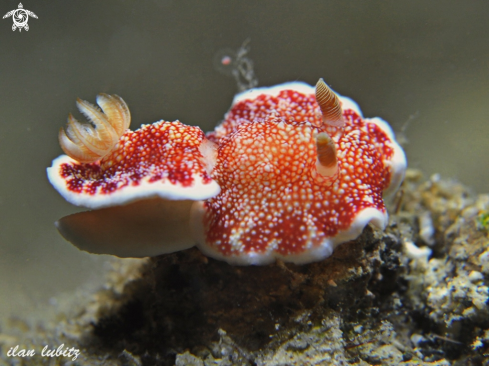 A Nudibranch