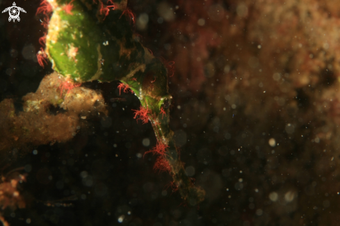 A Solenostomus Halimeda | Halimeda ghost pipefish
