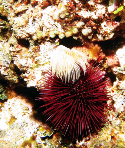 A Protula tubularia | Protula ciuffo bianco con riccio femmina