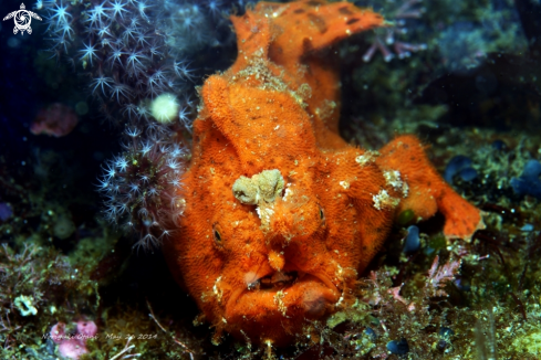 A frogfish