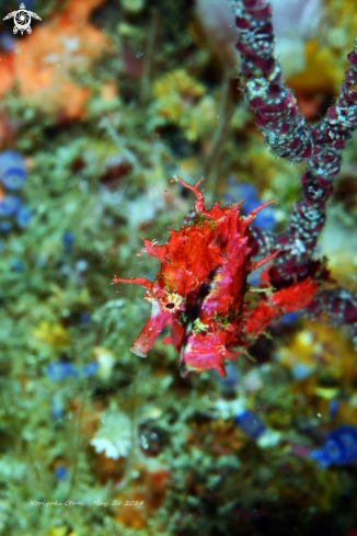 A Hippocampus sindonis | Seahorse