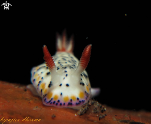 A hypselodoris 