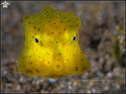 A Boxfish | Yellow Boxfish