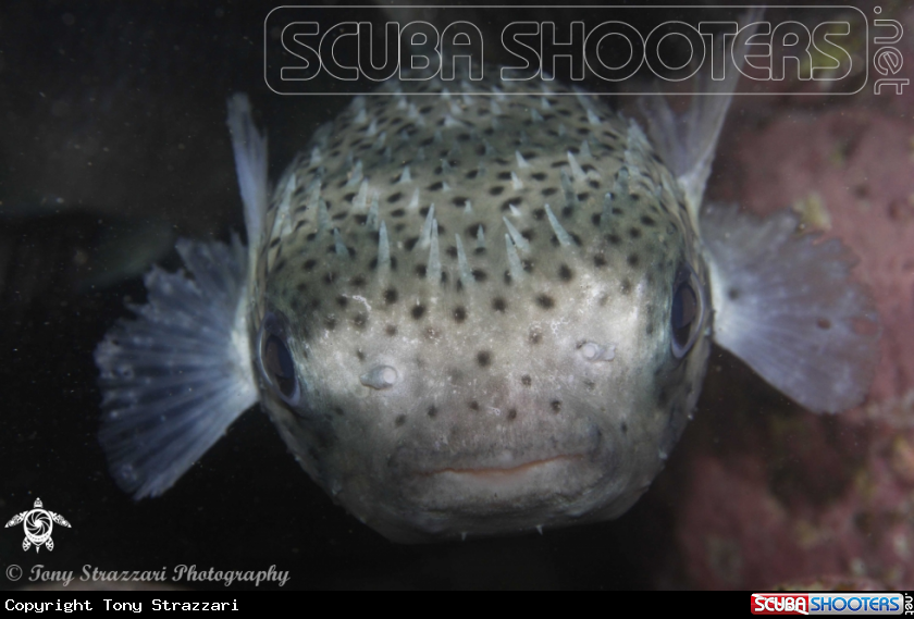 A Fine Spotted Porcupine Fish