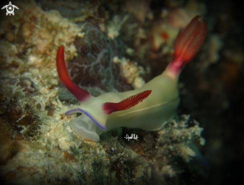 A nudibramch | not sure