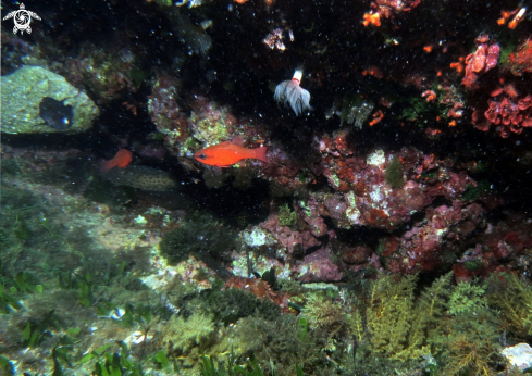 A Protula tubularia  Anthias etc | tutti insieme