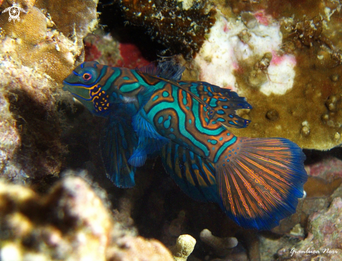 A Mandarin fish