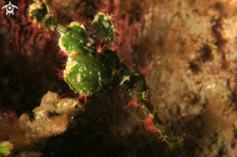 A Halimeda ghost pipefish