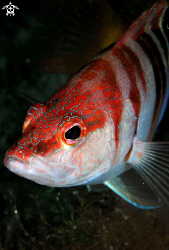 A Serranus scriba | Sciarrano