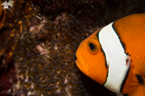 A pelicula clown and eggs