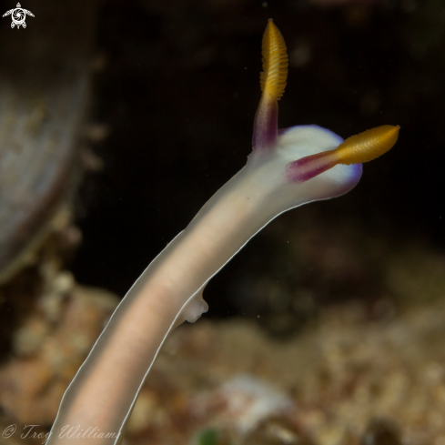 A nudibranch