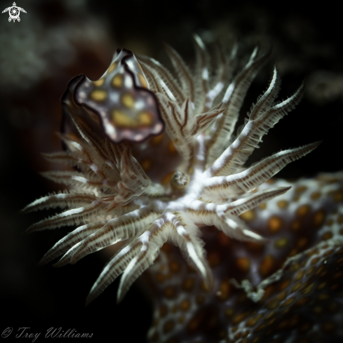 A nudibranch gills