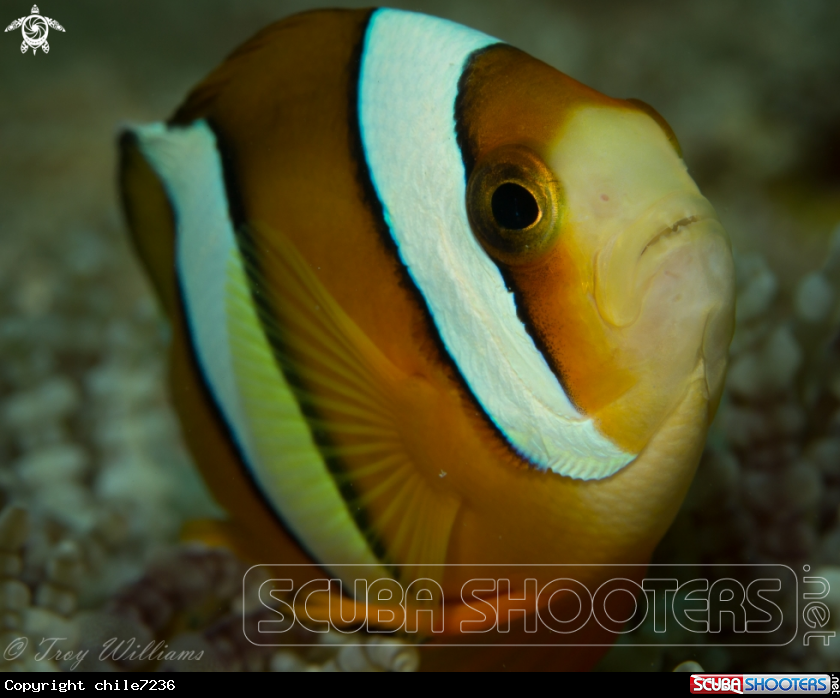 A Clark's Anemone Fish