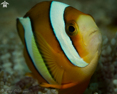 A Clark's Anemone Fish