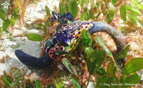 A Donut Nembrotha