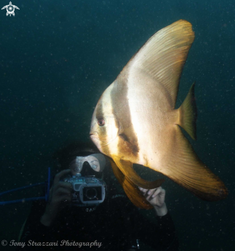 A Roundfaced batfish