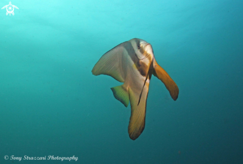 A Roundfaced batfish