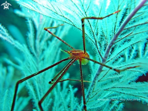 A Ortmann's Squat Lobster