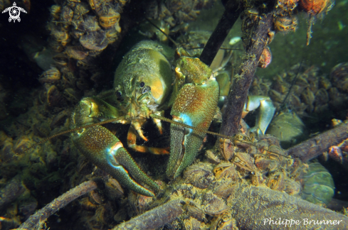 A Crayfish