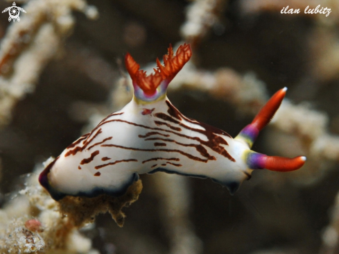 A Nudibranch