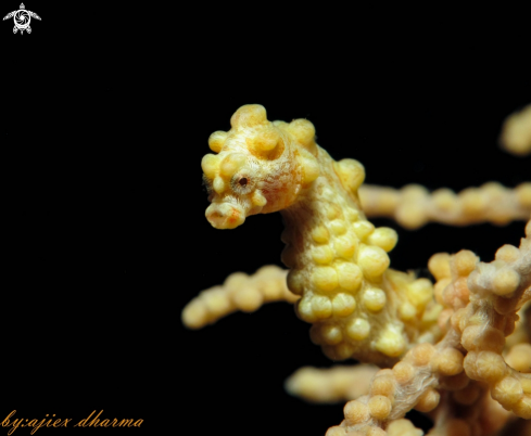 A bargibanty  | pygmy seahorse