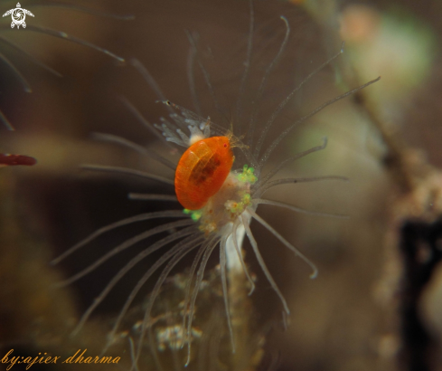 A amphipod  | ladibug