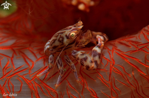 A Porcellanella picta | crab