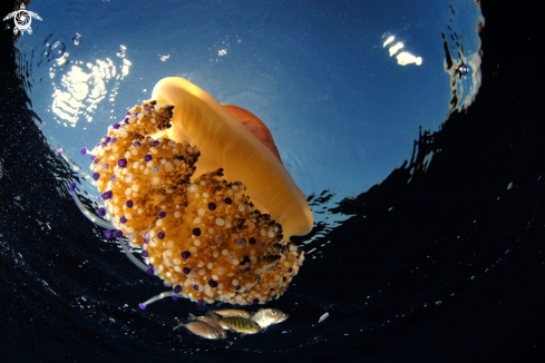 A Cotylorhiza tuberculata (Medusa astronave) con piccoli di Ricciola (Seriola dumerili) | Medusa 