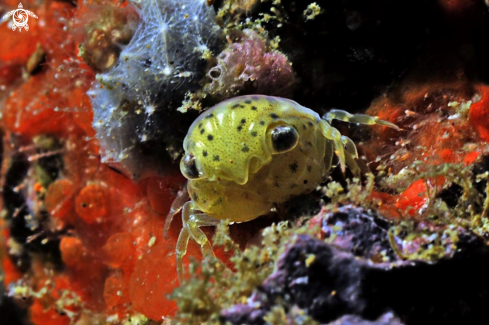 A carpilius sp | crab