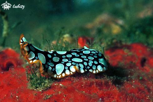 A Pseudoceros scintillatus | flatworm