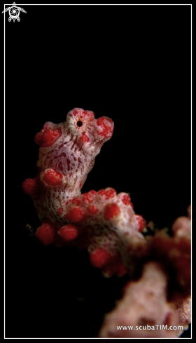 A Pygmy Seahorse