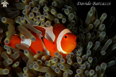 A Amphiprion ocellaris | clown fish