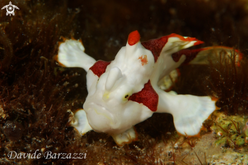 A Clown frog fish