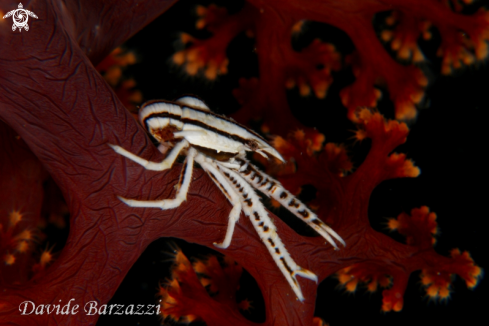 A Allogalathea elegans | Crinoid's crab