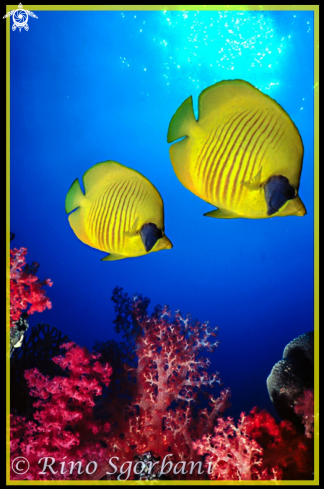 A Butterfly Fish