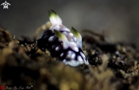 A Goniobranchus geometricus | Geometry Nudibranch