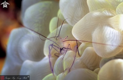 A Vir philippinensis | Bubble Coral Shrimp