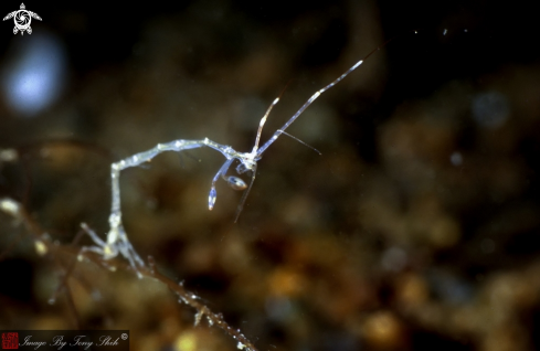 A Skeleton Shrimp