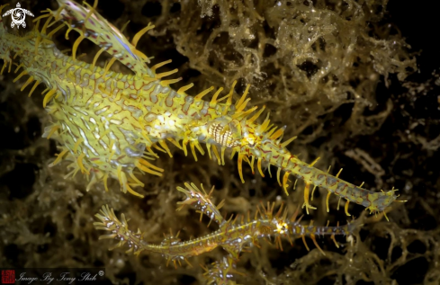 A Solenostomus paradoxus | Yellow Ornate Ghost Pipefish