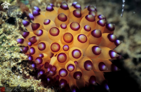 A Arminid Nudibranch